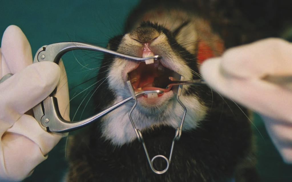 www.vetinst.com RODENT DENTISTRY 14 Table Top Rabbit Gag Rodent Mouth Gag Without this gag examination and treatment of rabbit molars is virtually impossible.