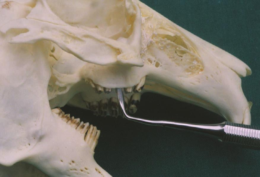 rabbit incisors. Removal avoids the requirement for repeated cutting of overgrown mal-occluded incisors.