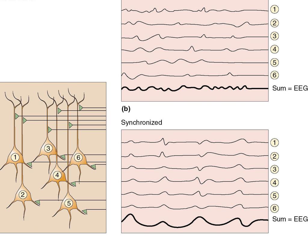 Generation of Electrical Fields 2 The amplitude of the EEG signal strongly depends on how synchronous is the activity of underlying neurons.