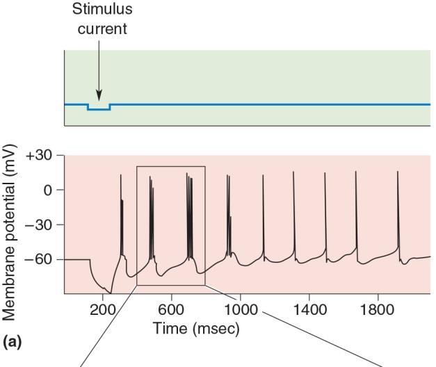 er frequency waves in EEGs sign