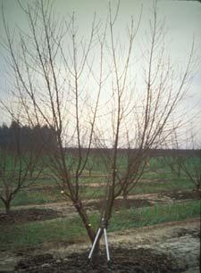 Orchard Survey Zinc Number of Orchards 20 18 16 14 12 10 8 6 4 2 0 8 10 12 14 16 18 20 22 24 26 28 30 More July Leaf Zn