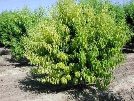 Iron Chlorosis Usually caused by high ph