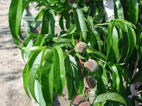 Boron Boron in Fruit Trees Micronutrient only need 30 ppm Sometimes
