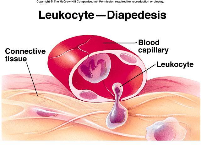 LEUKOCYTES (continued) DIAPEDESIS The process by which a