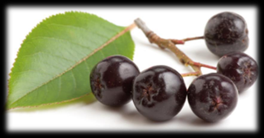 The Aronia berry Latin Name: Aronia melanocarpa Common names: chokeberry, wild gooseberry, chokepear, dogberry Native shrub of North America Range: North East > Great Lakes > Appalachia Height: