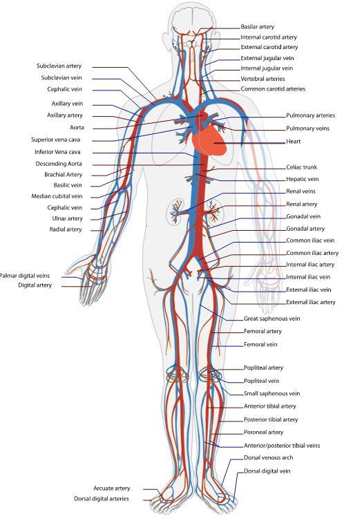 Endothelial Function and CV health The endothelium are the cells that line the entire circulatory system from the heart to the smallest capillaries.
