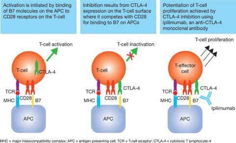 Step 3: Priming and Activation Key step in immune response Antigens that are determined to be foreign are presented to T cells for activation Aldesleukin (IL-2): T cell growth factor Ipilimumab: