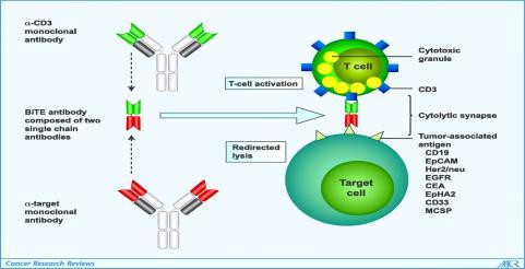 Step 6: Recognition of Cancer Cells by T cells (CAR)-T Cell Mechanism Chimeric Antigen Receptor (CAR) T cells Patient s own T cells engineered to display receptor for specific cancer antigen