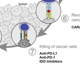 Step 7: Killing of Cancer Cells Programmed Death (PD1) / Programmed Death-Ligand (PD-L1) Checkpoint that is read as