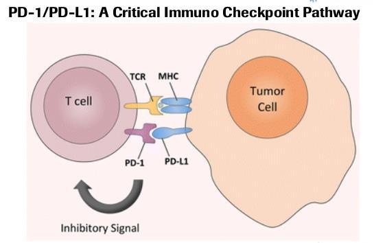 Can be used by cancer cells to evade detection Blockade of PD-1 Signaling in Tumor Immunotherapy. Ribas A.