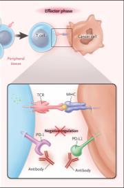 Summary of PD-1/PD-L1 Blockade Immune- Mediated Toxicities Blockade of PD-1 or CTLA-4 Signaling in Tumor Immunotherapy.