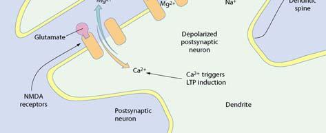 introduced to CA1 neurons, NMDA receptors are chemically blocked and LTP induction is prevented.