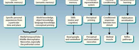 representation system Procedural memory Serial position effect Short-term memory Declarative memory Long-term memory Retrieval