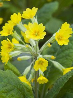 2- Primrose flowers (Primula veris) : Contains triterpene saponins acts through an irritation of the gastric mucosa, which provokes a reflex