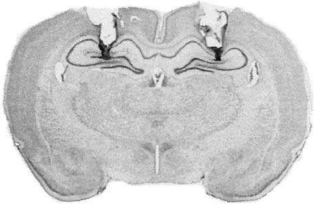 Holt and Maren Hippocampus and Contextual Retrieval J. Neurosci., October 15, 1999, 19(20):9054 9062 9057 Figure 2. Cannula placement in the dorsal hippocampus.