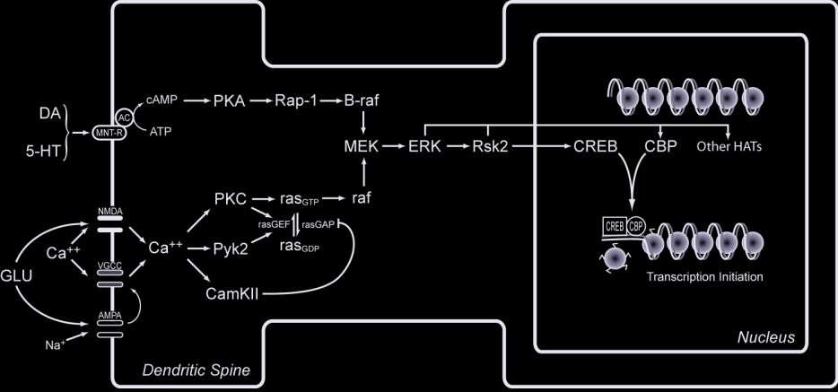 HISTONE METHYLATION Histone methylation is downstream of ERK (H3K9me2) Eed and Mll may
