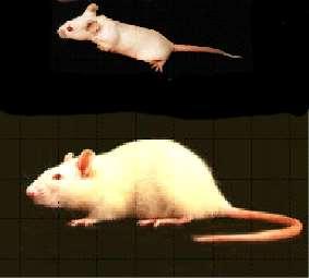 of Mice