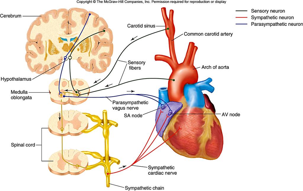 baroreceptors in aorta & carotid sinus -> medullary cardiac control center
