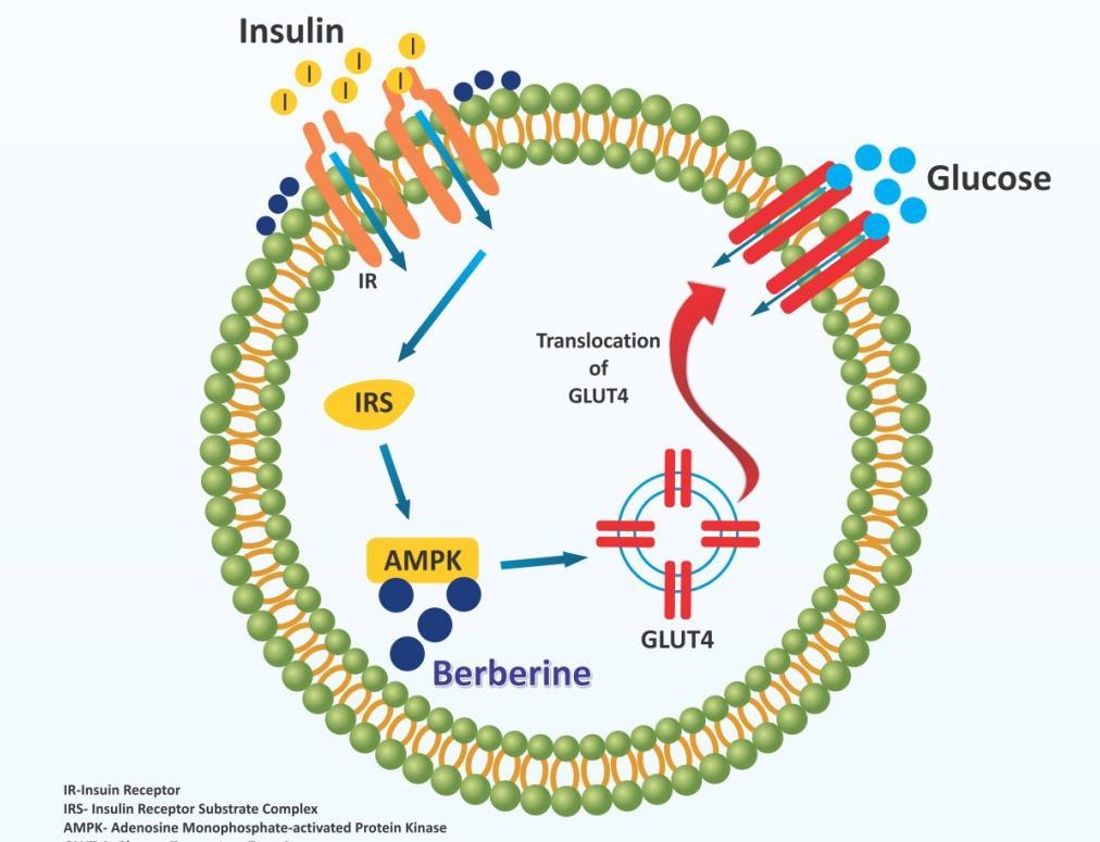 Lifestyle Impact on IR and PCOS Insulin receptor expression Intracellular AMPK activity Increased binding of insulin to insulin