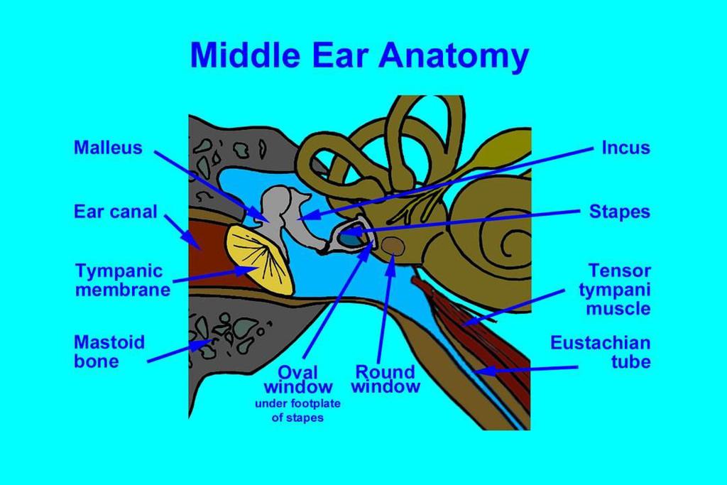 Middle Ear