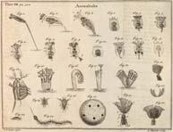 (late 1600 s) Described animalcules Robert Hooke 1665 Light microscope