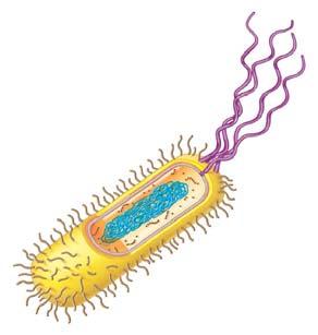 Prokaryotic cell Eukaryotic cell Capsule/Sheath