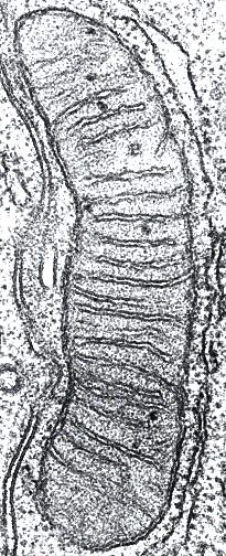 Mitochondrion Exterior