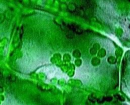 Plant Cells Chloroplasts Membranes, DNA &