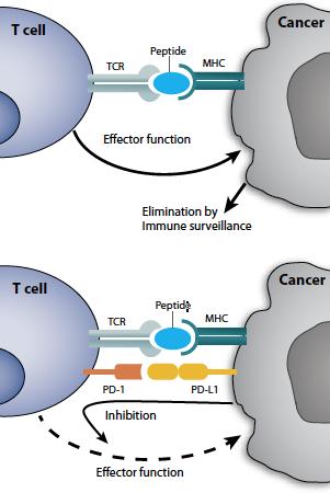Interaction Between Immune Cell and Cancer (IASLC Atlas of