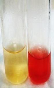 Glucose Fructose Method: 1. One half ml of a sample solution is placed in a test tube. 2.