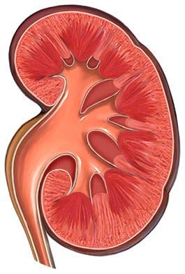 Main Pathologic Conditions And Treatments That May Cause Kidney Injury In Chronic Hepatitis B