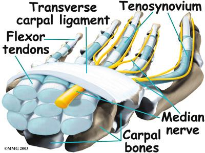 Opening through the wrist Introduction Carpal tunnel syndrome (CTS) is a common problem affecting the hand and wrist.