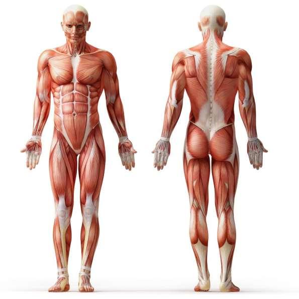 + Human muscles 600 muscles in the human body. 40 a 45% of total body mass are skeletal muscles.