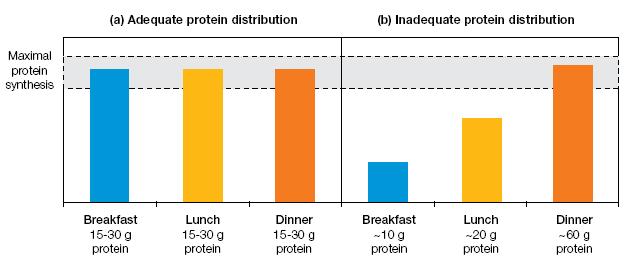Protein intake distribution and protein