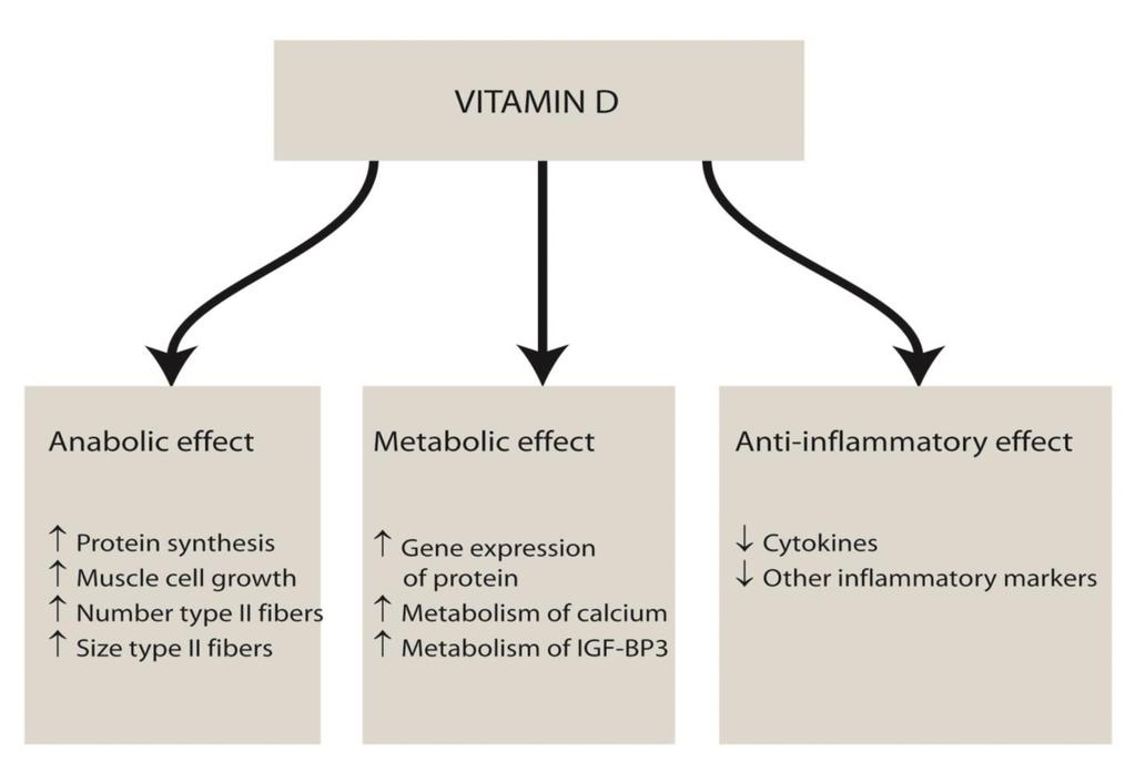 36 Role of Vitamin
