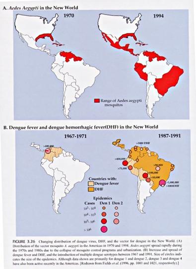 Re-Emergence of Dengue virus in the Americas between 1970