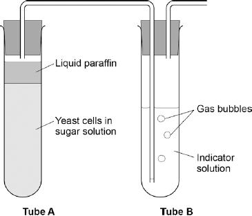 What is the purpose of the liquid paraffin in Tube A? Tick one box.
