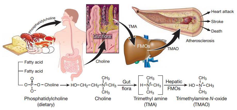 TMAO ENHANCES ATHEROGENESIS Role of intestinal microbiota: effect