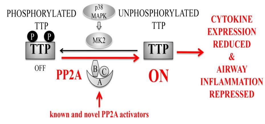 We can switch TTP on by activating PP2A We can repress