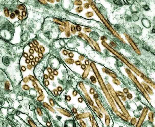 A H5N1 Viruses (brown in color)