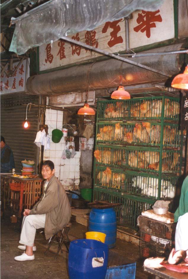 1997 H5N1 Outbreak, Hong Kong Primary risk factor for H5N1 infection: Exposure to poultry in week before illness Rapid destruction (3 days) of Hong