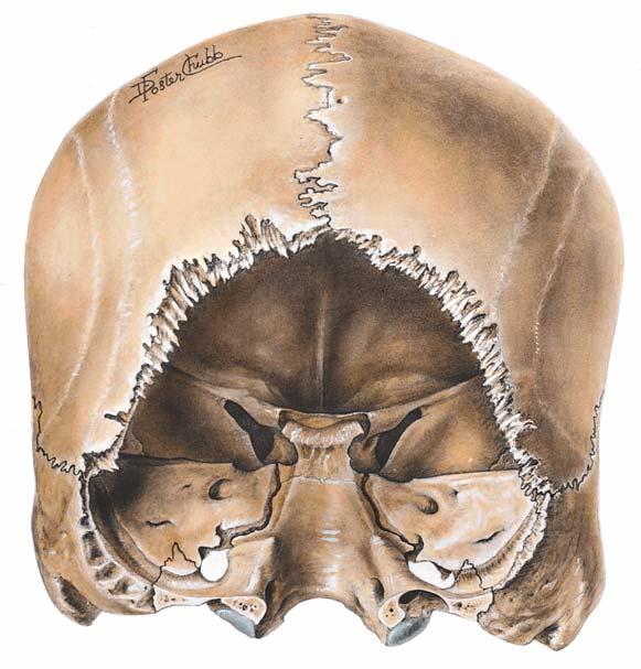 Posterior View of Petrous Parts of Temporal Bones Internal auditory meatus Fig. 7.