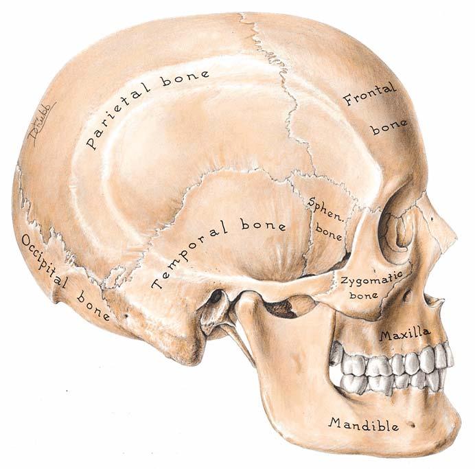 Lateral View of Temporal Bone in situ
