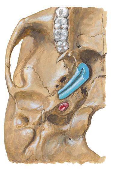 fossa Petrotympanic fissure External auditory meatus Mastoid process Cartilagenous auditory