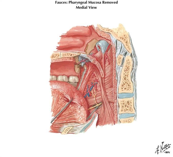 Tensor veli palatini muscle Hamulus Palatoglossus muscle Cartilagenous