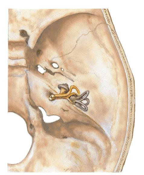 Anterior (superior) semicircular canal raises arcuate eminence 17 Tegmen tympani