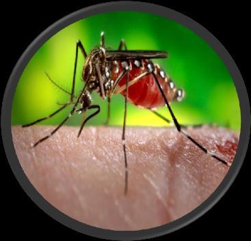 The symptoms of chikungunya are similar to those of dengue fever; therefore chikungunya is sometimes misdiagnosed in areas with high rates of dengue fever. Since 2005, there have been over 1.