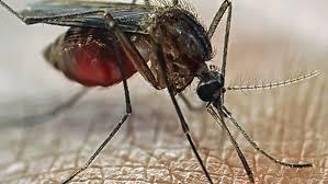 How is the virus spread? Zika is spread by mosquitos but only certain species, namely the Aedes species, which usually feed during the day.