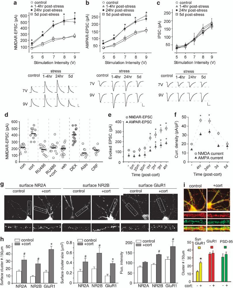 158 Figure 1 Acute stress or in vitro corticosterone treatment enhances the synaptic response and surface expression of NMDARs and AMPARs in PFC pyramidal neurons through activation of GRs.