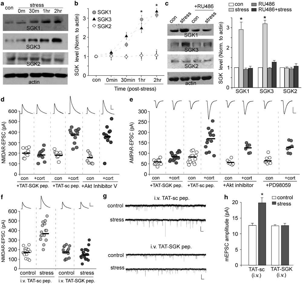 161 Figure 2 SGK is upregulated in PFC by acute stress through GR and is necessary for acute stress-induced potentiation of glutamatergic transmission.